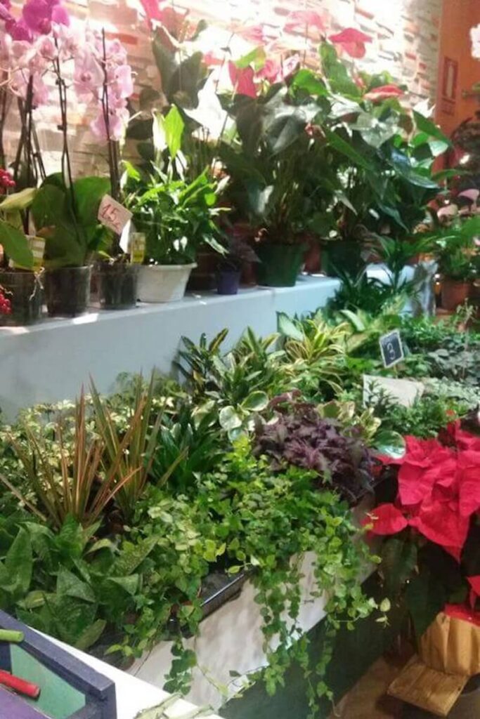 Cuidado de tus flores 4 plantas en reus flors per tu 4