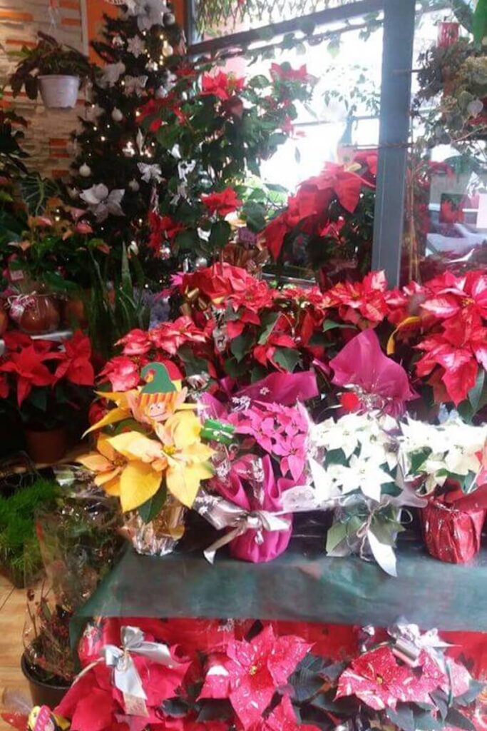 El lenguaje de las flores: descubre qué significa cada una 10 plantas en reus flors per tu 8